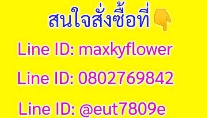 ร้าน ร้านดอกไม้แม็กกี้ ร้านพวงหรีดวัดหัวลำโพง ส่งฟรี24ชม Line ID:maxkyflower สั่งได้ส่งได้ตลอด24ชม.