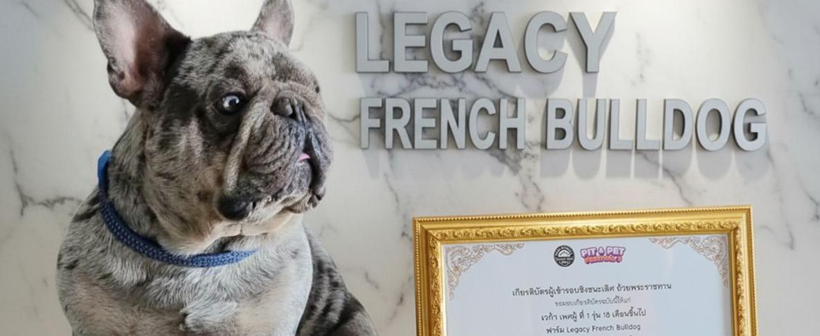ร้าน Legacy French Bulldog