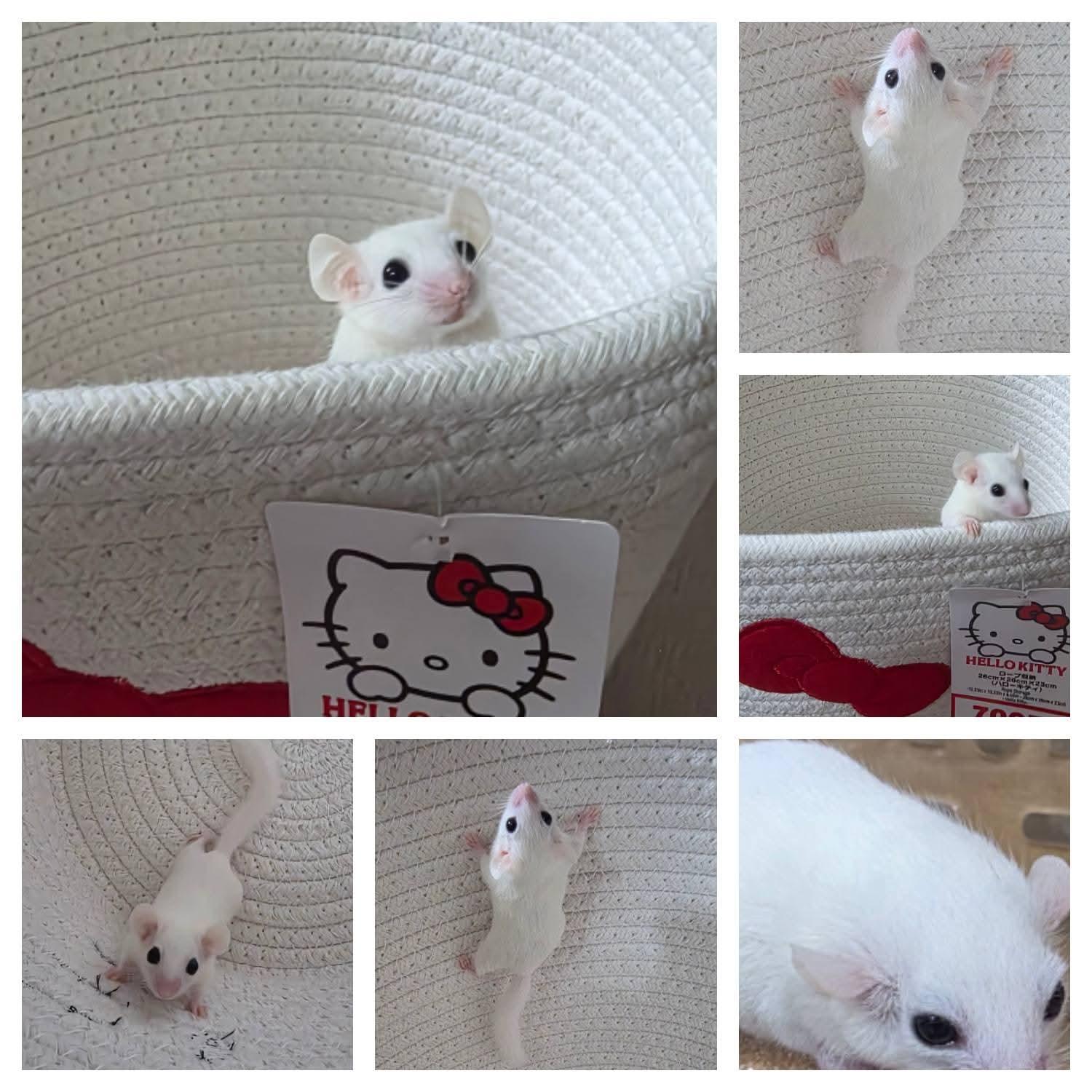 ร้าน Hana House