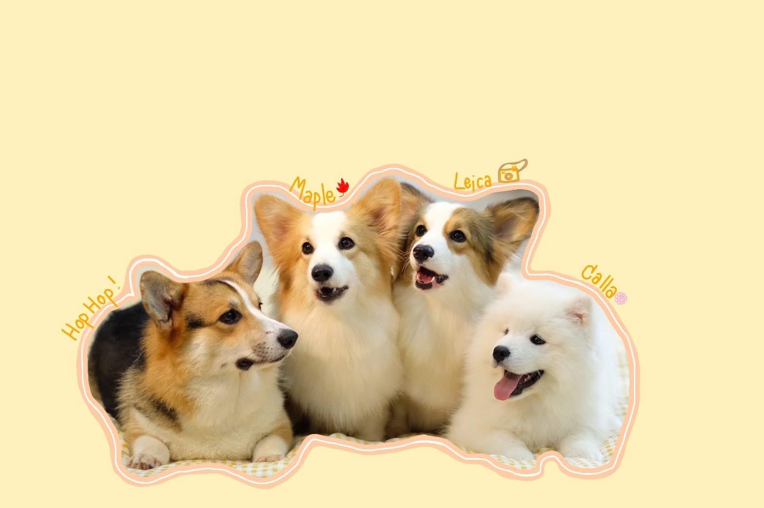 ร้าน Dog Dog Chiang rai