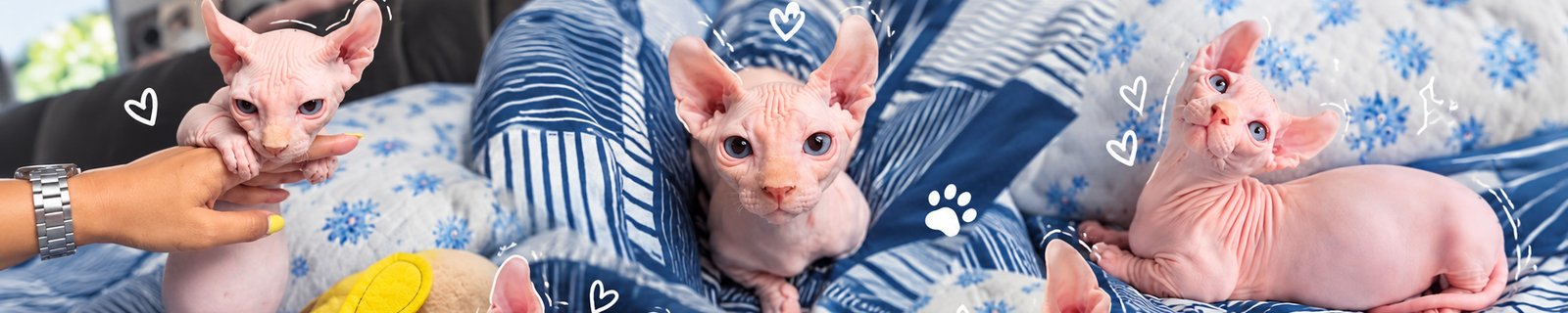 ร้าน Sphynx Cat PT.home