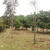 Land 933 sq.wah on the lower hill near sea  no sea view very greenery and peacefully Chumphon
