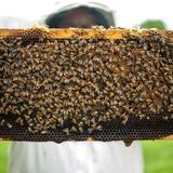 รวมผลิตภัณฑ์จากน้ำผึ้งที่คุณอาจยังไม่ได้รู้จัก
