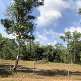Sale Land  near Beach on the lower hill with Chanote Chumphon