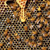 สังคมของผึ้งและหน้าที่ของผึ้งงาน (The Worker)