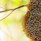 น้ำผึ้งป่า น้ำผึ้งเลี้ยง แตกต่างกันอย่างไร
