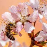น้ำผึ้งดอกลำไย น้ำผึ้งดอกไม้ป่า และ น้ำผึ้งดอกลิ้นจี่ต่างกันอย่างไร ?