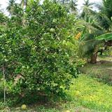 แบ่งที่ดิน 5 ไร่ ต.สวนหลวง อ.อัมพวา จ.สมุทรสงคราม กล้วัดโฆสิตาราม /ในสวนมี มะพร้าว กล้วย ส้มโอ และผลไม้อื่นๆ รูปที่ 2