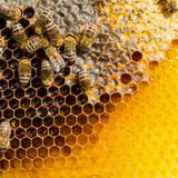  รู้จักชนิดของผึ้ง และประชากรของผึ้ง