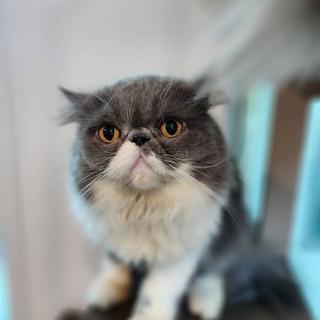 รูปโปรไฟล์ ของ Mucat ภัครสกุล
