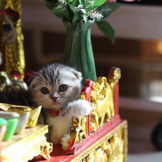 รูปโปรไฟล์ ของ kittyanne139
