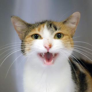 รูปโปรไฟล์ ของ Nop