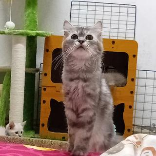 รูปโปรไฟล์ ของ cat ᜊJྐanjira.ཋྀ࿐