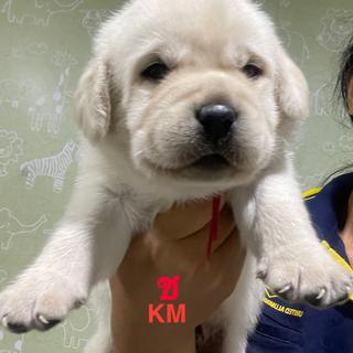 รูปโปรไฟล์ ของ อาริยา สังวาลทอง