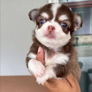 รูปโปรไฟล์ ของ แฮปปี้ด๊อก น้องหมาสุรินทร์