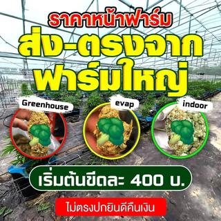 รูปโปรไฟล์ ของ คลังกัญ สาขาอุบลราชธานี