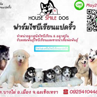 รูปโปรไฟล์ ของ ไซบีเรียนแปดริ้ว