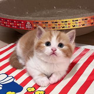 รูปโปรไฟล์ ของ Chonmeow fuff & paw
