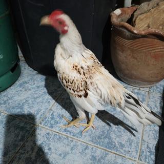 รูปโปรไฟล์ ของ ไก่ชนแคระ ไทยแลนด์