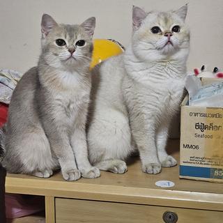 รูปโปรไฟล์ ของ Cat Cute