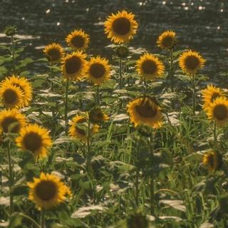 รูปโปรไฟล์ ของ Natthida Mali 