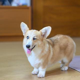 รูปโปรไฟล์ ของ Candycorgi