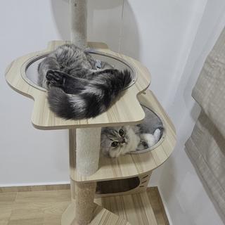 รูปโปรไฟล์ ของ Freesia Kitten