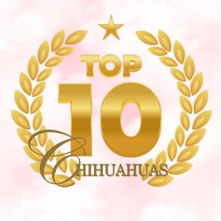 Profile picture of top10chihuahuas.net