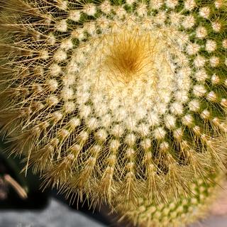 รูปโปรไฟล์ ของ BPS