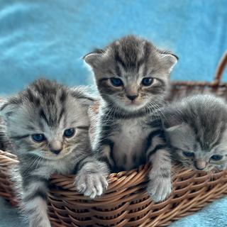 รูปโปรไฟล์ ของ PPanpat Lim