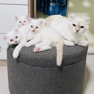 รูปโปรไฟล์ ของ My Home Cats