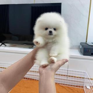 รูปโปรไฟล์ ของ 34 Family Pets For Homes