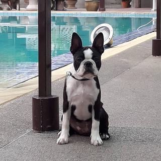 รูปโปรไฟล์ ของ SK Boston Terrier Thailand