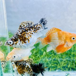 รูปโปรไฟล์ ของ ป้อกเก้า beautiful fish 