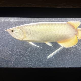 ร้าน Platinum Arowana