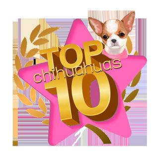 รูปโปรไฟล์ ของ Top10chihuahua