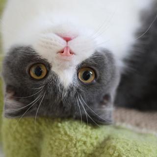 รูปโปรไฟล์ ของ Wonder Meow