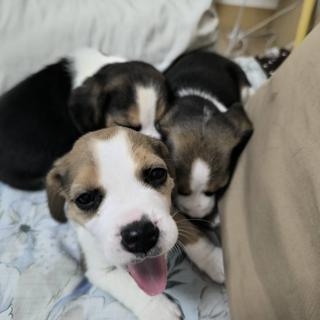 รูปโปรไฟล์ ของ user 187658