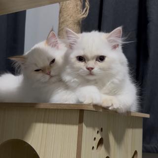 รูปโปรไฟล์ ของ แมวส้ม