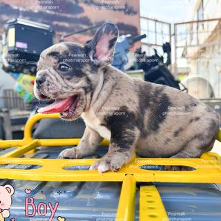 ร้าน frenchbulldog exotic cnx