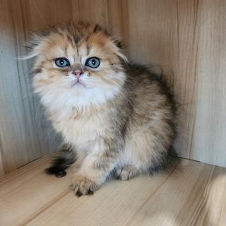 รูปโปรไฟล์ ของ Mucat ภัครสกุล