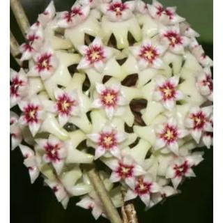 รูปโปรไฟล์ ของ จารุภา สุภา