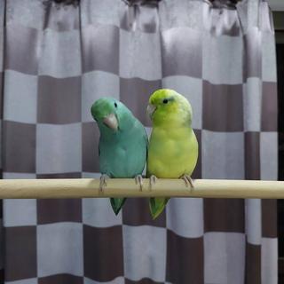 รูปโปรไฟล์ ของ ชมภูนุท จิ