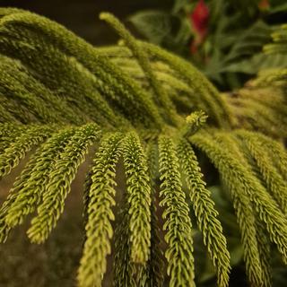 รูปโปรไฟล์ ของ KÜN KĀN