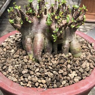 รูปโปรไฟล์ ของ Adenium Succulent 