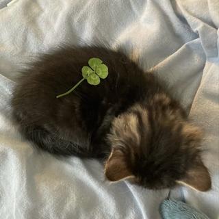 รูปโปรไฟล์ ของ Napasorn Singdee