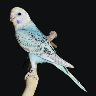 รูปโปรไฟล์ ของ ATR Farm นกหงส์หยก บางแค