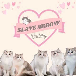 รูปโปรไฟล์ ของ Slave Arrow Ragdoll Cattery