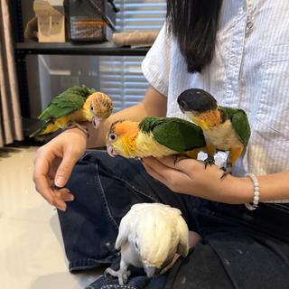 รูปโปรไฟล์ ของ Babybird-เจ้านกจิ๋ว