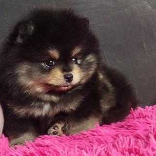 ร้าน Ban Rak Pomeranian 